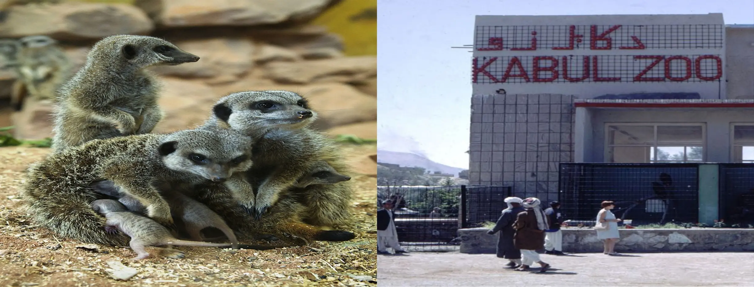 Image for Kabul Zoo